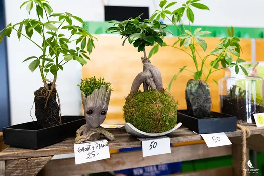 Copyright : Michael Bally